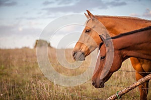 Two horses at sunset