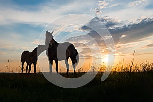 Two horses at sunset