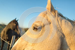 Two horses at sunset