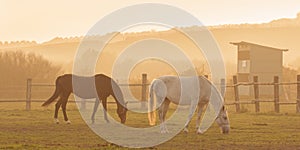 Two horses in sunset