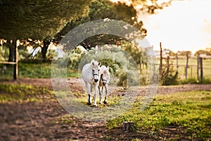 Two horses on the sunset