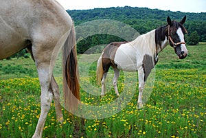 Two horses in a Tennessee meadow