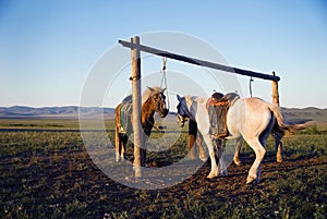 Two Horses Tied Post Together Open Field Concept