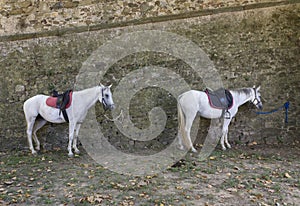 two horses tied on a wall in Lastra a Signa photo