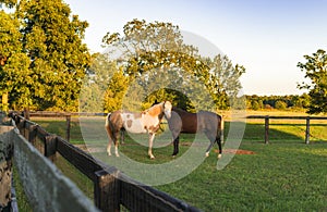 Two Horses Together On Ranch At Sunset