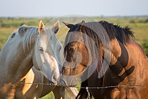 Two horses touch noses
