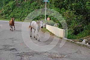 Two horses walking on roadway in Cuba