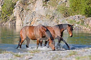 Two horses in the water
