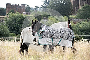 Two horses wearing fly rugs