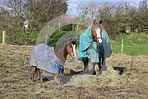 Two horses wearing horse rugs in a field