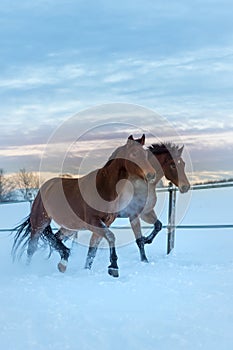 Two horses (Westphalians) run through the heavy snow, hot breath comes out of their mouths