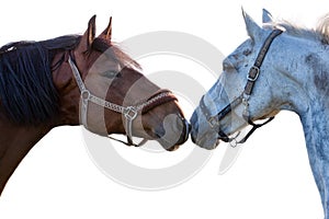 Two horses on a white background