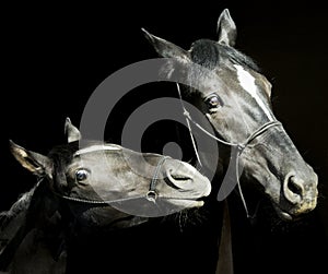 Two horses with a white blaze on the head with halter are standing next to each other on a black background