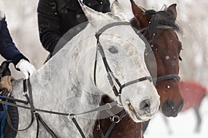 Two horses are white and brown in a bridle and a headband in a winter field. Large portrait of stallions.