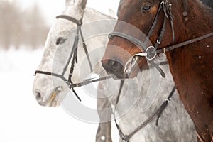 Two horses are white and brown in a bridle and a headband in a winter field. Large portrait of stallions.