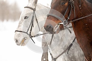 Two horses are white and brown in a bridle and a headband in a winter field. Large portrait of stallions