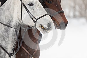 Two horses are white and brown in a bridle and a headband in a winter field. Large portrait of stallions.