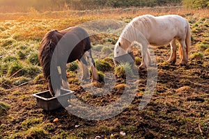 Two horses white and brown in a field consuming food from a plastic bucket. Warm sunrise sun. Elegant animals in a nature