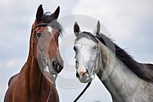 Two horses