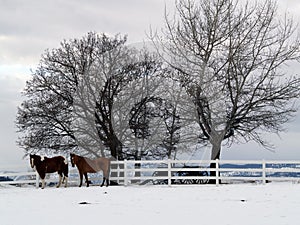 Two Horses on a Winter Day