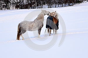 Two horses in winter in the snow
