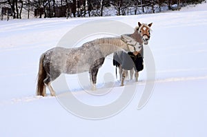 Two horses in winter in the snow