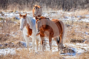 Two horses in a Wisconsin pasture standing side by side