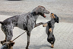 Two hounds playing on a leash