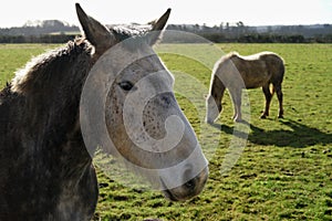 Two hourses on the meadow