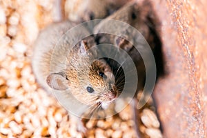 Two house mice are caught in a grain storage. Damage to the wheat crop by rodents. Mouse close up