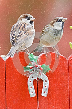 Two house sparrow birds perched on a christmas decorated fence