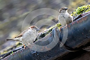 Two House Sparrows on a gutter in Westham