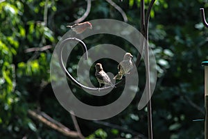 Two House Sparrows and Red Finch Bird on a Metal Pole