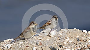 Two House Sparrows on Sand Hill
