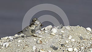 Two House Sparrows on Sand Hill