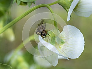 Two hoverflies mating on a white flower photo