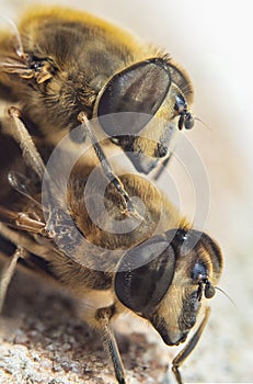 Two hoverflies photo