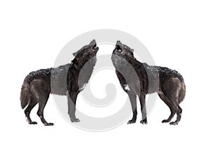 Two Howling wolf isolated on a white