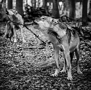 Two howling wolves