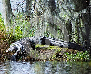 Two huge Alligators resting on the shore of a large Florida lake.