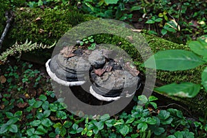 Two huge black and white funguses on a moss covered tree trunk