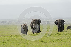 Two Huge bull elephants chasing for female at  Amboseli National Park, Kenya