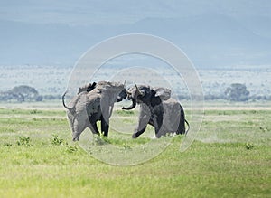 Two Huge bull elephants fighting  at  Amboseli National Park, Kenya