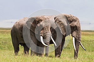 Two huge elephants inside the crater of Ngorongoro. Tanzania, Africa