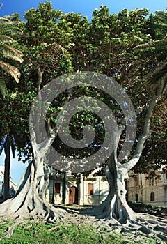 Two huge ficus macrophylla photo