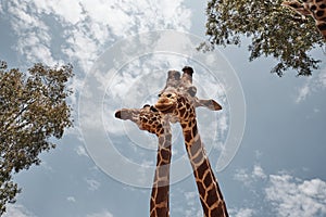 Two huge giraffes sticking out their tongues