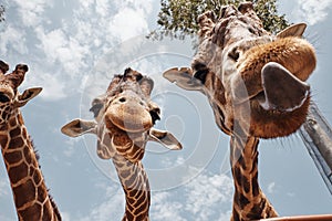 Two huge giraffes sticking out their tongues