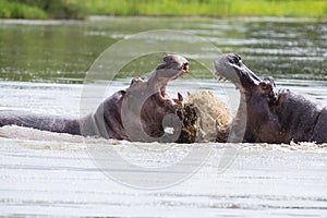 Two huge male hippos fight in water for best territory