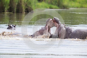 Two huge male hippos fight in water for best territory