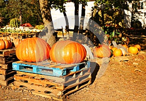 Two huge pumpkins on the autumn market